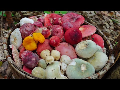 ผลสลากกินแบ่งรัฐบาล วันที่ 1 พย. 2567