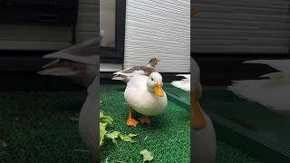 Our Doggy Duck Interrupts Me To Take Another Duck’s Video. オチョチョ、チョッチーの撮影の邪魔をする。