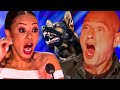 When ANIMAL Auditions Go Wrong On America&#39;s Got Talent!
