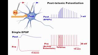 Synaptic Plasticity