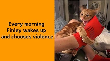 50 Funny Cat Memes That Totally Feel Like ‘Catnip Energy’ - Funny cat