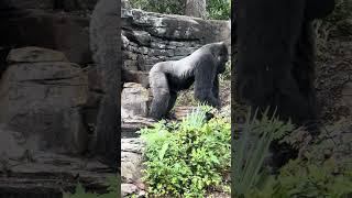 Silverback Gorilla Gino and his family foraging outdoors.