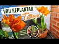 REPLANTE DE CATTLEYA E UMA DICA IMPERDÍVEL