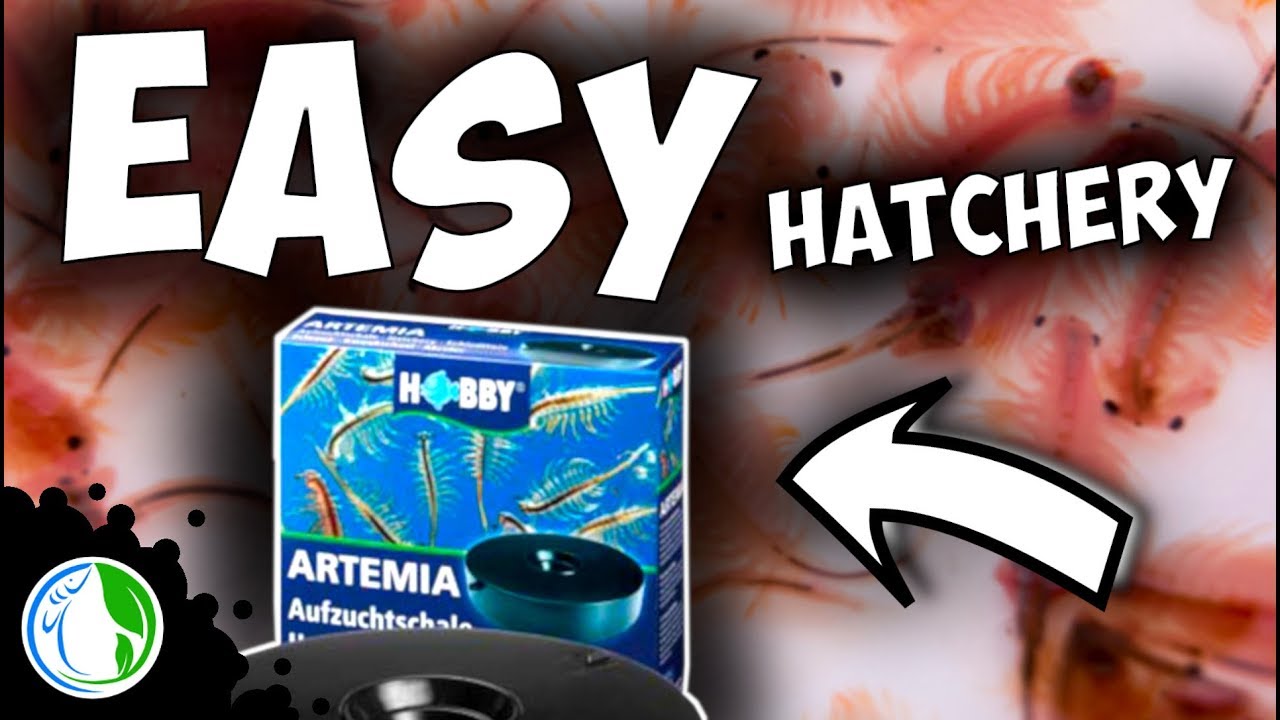 Hobby Artemia Hatchery