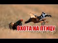 Охота на птицу | Выпуск №34 (UKR)