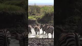 Zebras practicing migration and running in a small pond