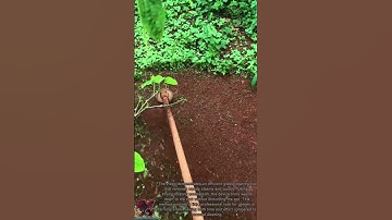 Perfect Grass Cleaning Tool || Smart Way to Clear Weeds