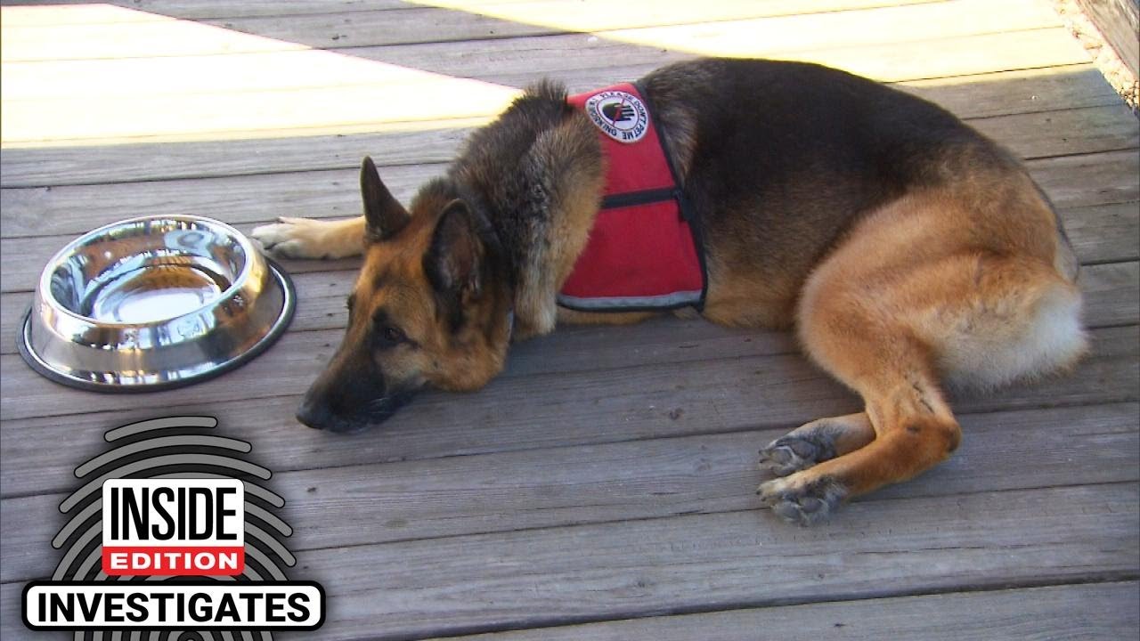 Dog Has Tail Amputated After Trip to Groomer YouTube