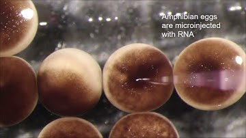 Xenobots 2.0: Scientists Create Next Generation of Living Robots