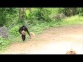 Tips Thailand | Wild Gibbons Phu Sua Waterfall, Mae Hong Son | HD 1080p