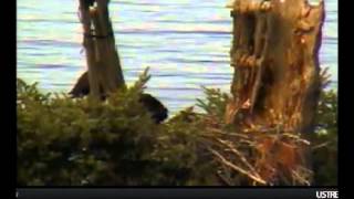 7 6 1821 mom in to the back of the nest; 1823 dad flies out; 1825 mom on cu cam