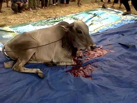 SAPI KEBAL,, SAPI DIPOTONG MASIH HIDUP - YouTube