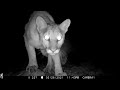 Arizona Trail Camera Pickup