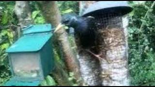 Starling Birds On Spring Saturday Visit To My Cottage Garden Scone Perth Perthshire Scotland