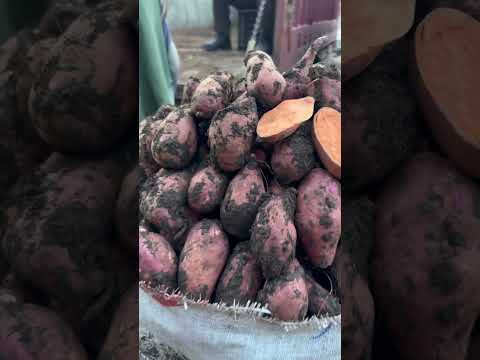 من سوق الجملة للخضر و الفواكه الدارالبيضاء لي عجبوا الفيديو يدير ابوني و شكرا للمتتابعين