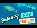 SWIMMING WITH TURTLES IN HAWAII!!