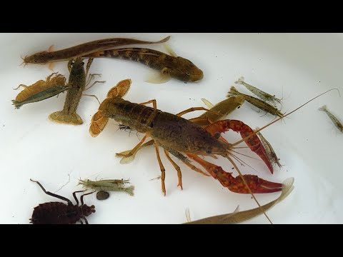 Видео: Ловите и наблюдайте за различными существами в японских реках. Лягушка, рыба, раки.