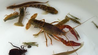 Capture and observe various creatures in Japanese rivers. Frog, fish, crayfish.