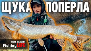 картинка: ЩУКА Віднерестилась І ВЖЕ ЖИРУЄ - ЗАБОРОНЕНА Приманка В УКРАЇНІ