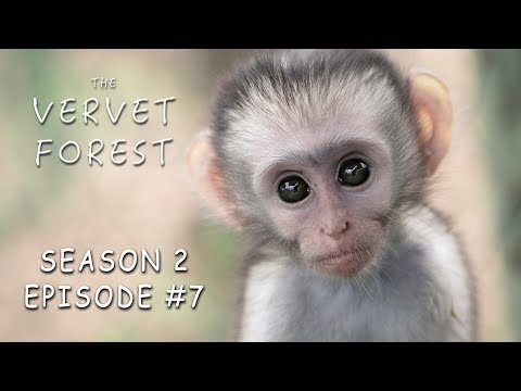 pet monkeys for adoption