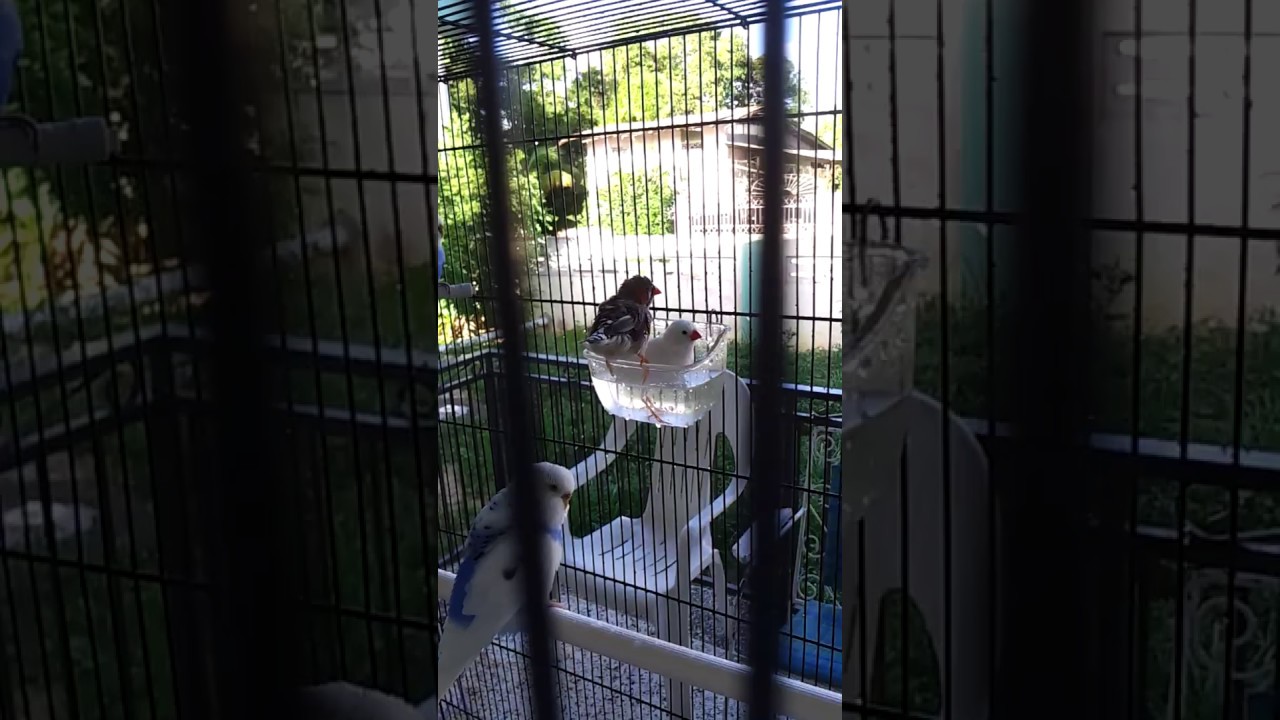 Zebra Finch Bath Youtube