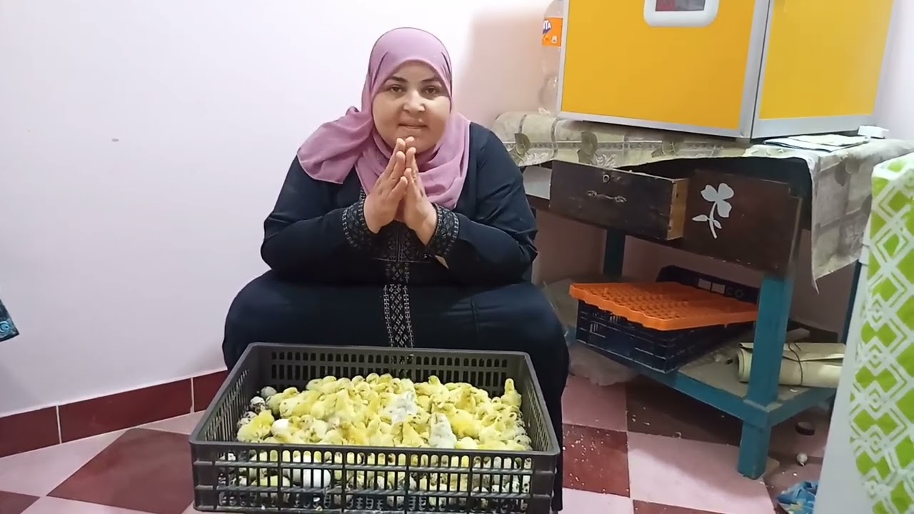 اشتري فقاسه ولا لا