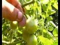 Rsultats aprs traitement total care huile de neem et nutraza engrais naturel sur les tomates