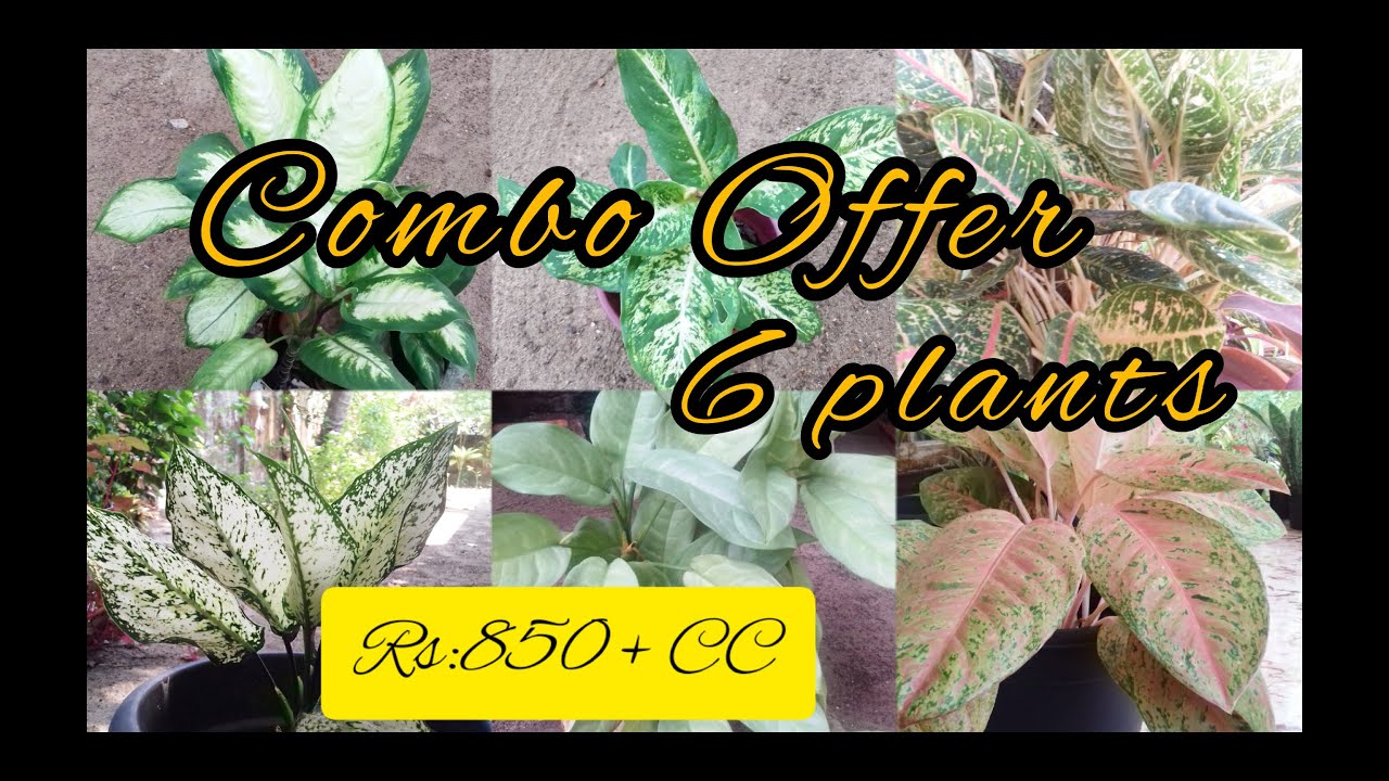 Plants Combo Offer/ Online Plants Sale YouTube