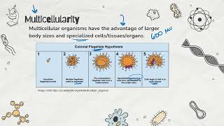 IBDP Biology Topic A2.2 AHL Cell Structure