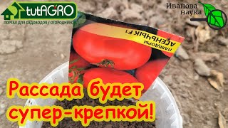 САМАЯ ЛУЧШАЯ РАССАДА при таком посеве! Томаты не болеют и дают супер урожай! Сейте томаты всю зиму.