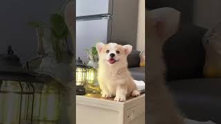 'Playful puppy: Funny and Cute Dogs That Will Make You Smile!  #funnydogs  #shorts #pets