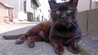 2020今年のお蔵入り野良猫動画まとめて配信