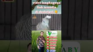 Download Lagu perkutut katuranggan songgo ratu MP3
