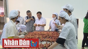 Xuất khẩu 2 tấn vải thiều đầu tiên sang Nhật Bản