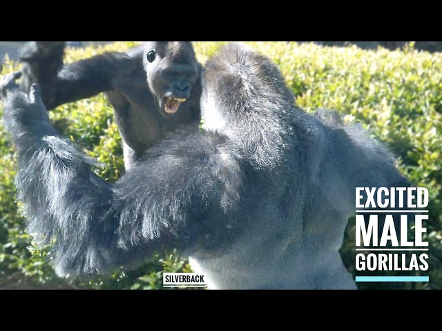 Young Gorilla Bothers the Silverback | The Shabani Group - YouTube