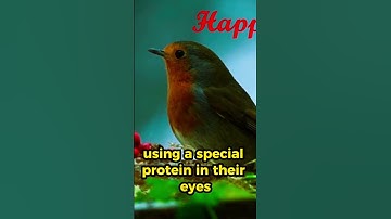 🐦 The Bird That Can See Magnetic Fields|shorts|Bizarre Beasties #animalfacts