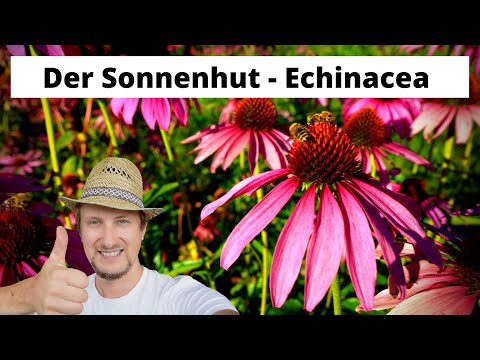 Video: Welcher Teil von Echinacea wird verwendet?
