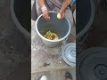 عجب لیمو ترش تا حالا چنین لیمو خوردن را دیدین ComedyShorts FunnyVideos TryNotToLaugh عجب لیمو ترش تا حالا چنین لیمو خوردن را دیدین ComedyShorts FunnyVideos TryNotToLaugh