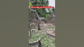 Ai có Mai đẹp #maitết #caycanh #bonsai