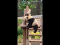 Panda Jin Hu-poop-picker one day