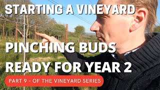 Starting a Vineyard Part 9  Pinching and picking buds ready for summer Year 2 by My Country Life 13,744 views 3 years ago 14 minutes, 18 seconds