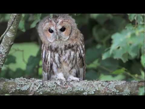 Namine peleda - Strix aluco - Tawny Owl