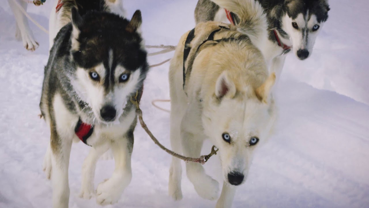 My Blue Eyes & White Snow Husky Team