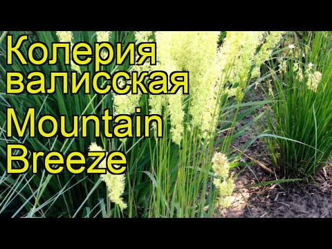 Келерия валисская (Mountain Breeze). Краткий обзор, описание характеристик, где купить саженцы