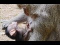 Bad Mom monkey Very Sensitive Nipple-Pluck Hair baby Many time/Wild monkey