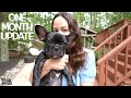 The World's CUTEST French Bulldog Puppy Update!