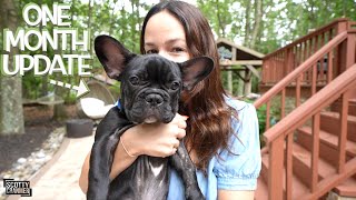 The World&#39;s CUTEST French Bulldog Puppy Update!