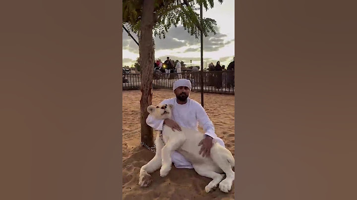 لقاء مع الاسد الأبيض