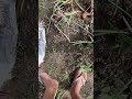 Proses panen bawang merah dipekarangan rumah hasilnya mantab!! Ini dia pupuknya #pupukorganik