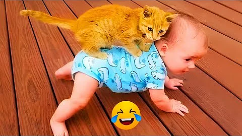 Video 11406931: kitten compilation, adorable little kittens, cute baby cat playing, baby cats cutest, kittens funniest